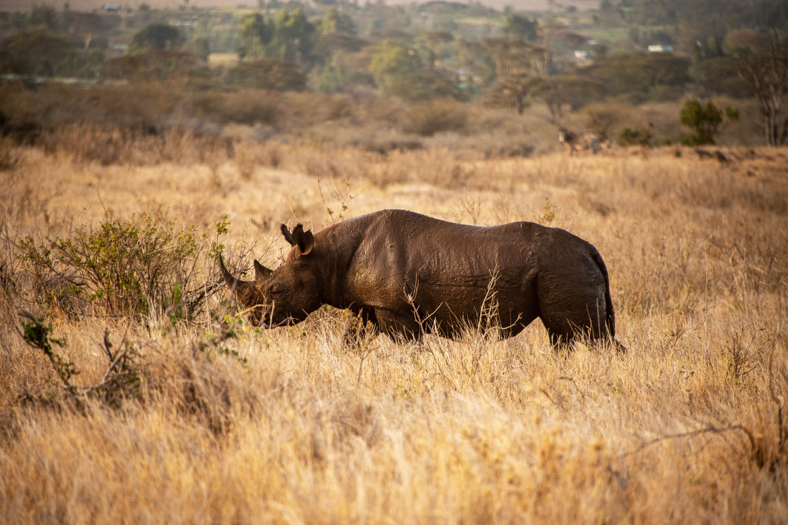 Wildlife photography